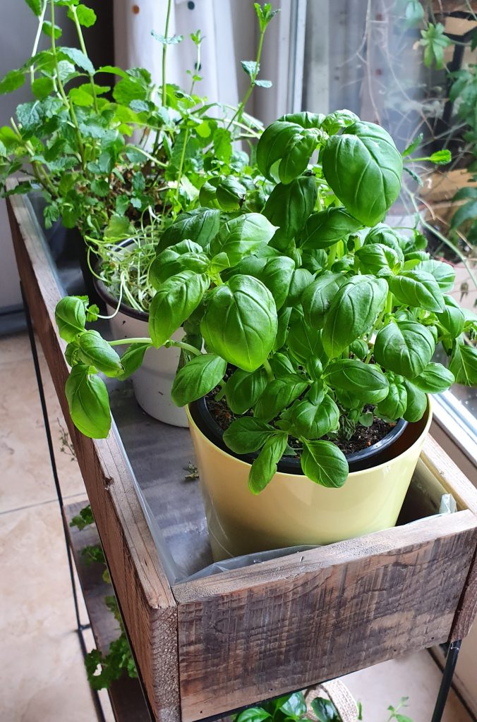 Tips om je basilicumplantje langer te laten leven 