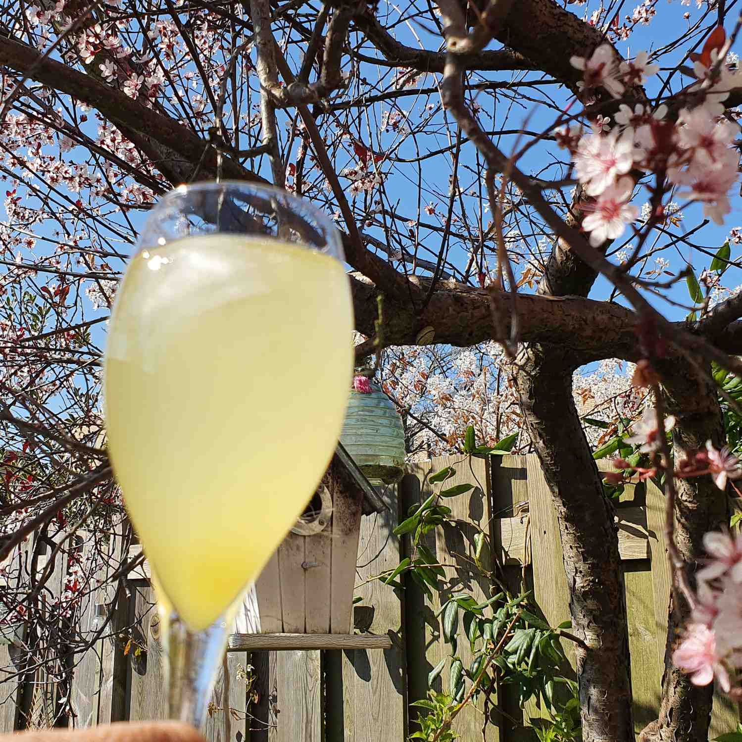 Limoncello Spritz