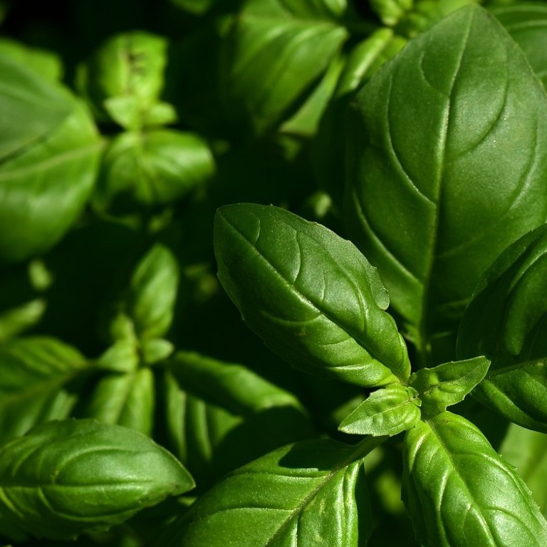 Basilicum | Tips meivakantie